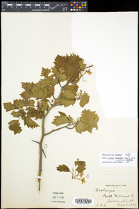 Crataegus flabellata image