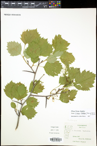 Crataegus flabellata image