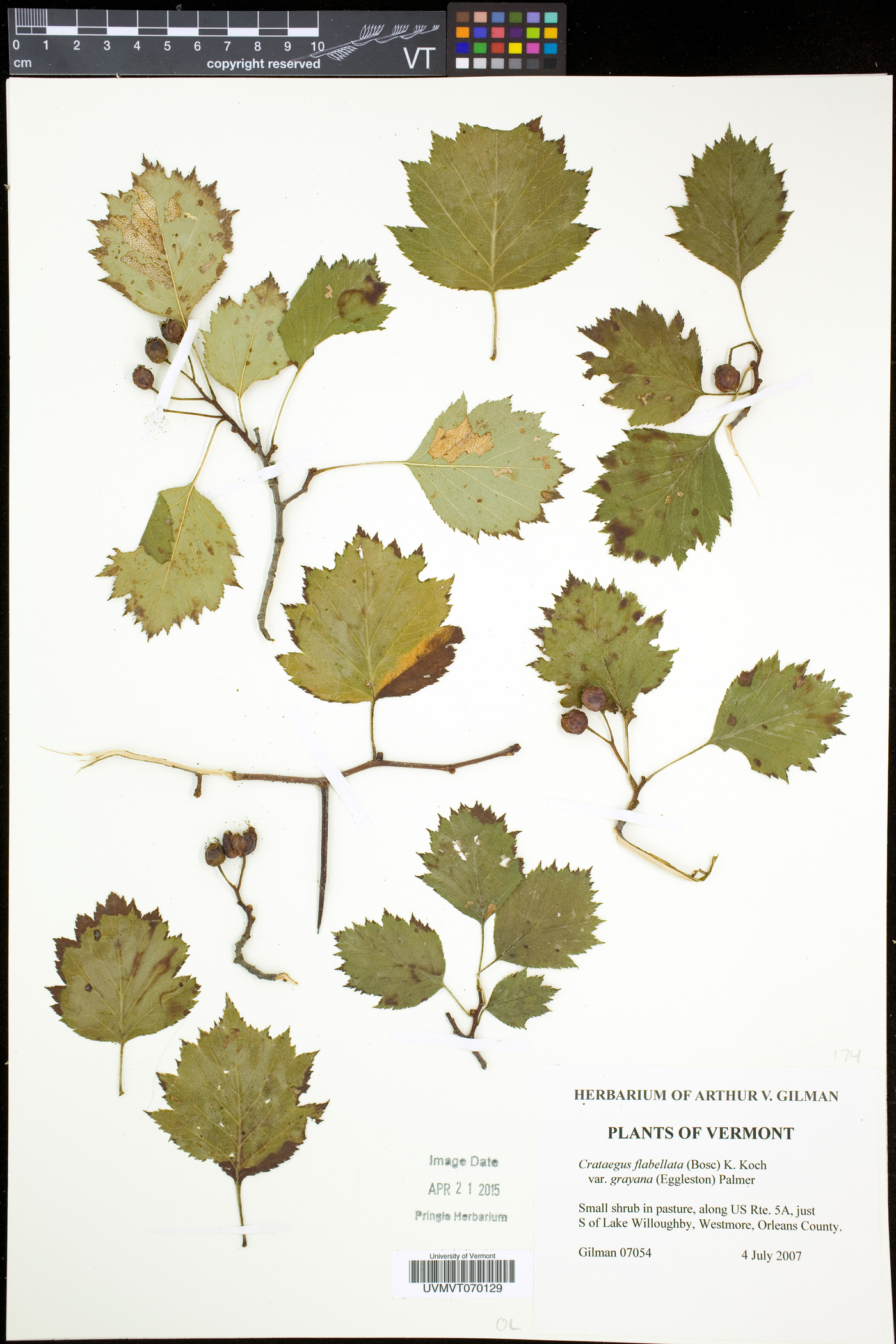 Crataegus flabellata image