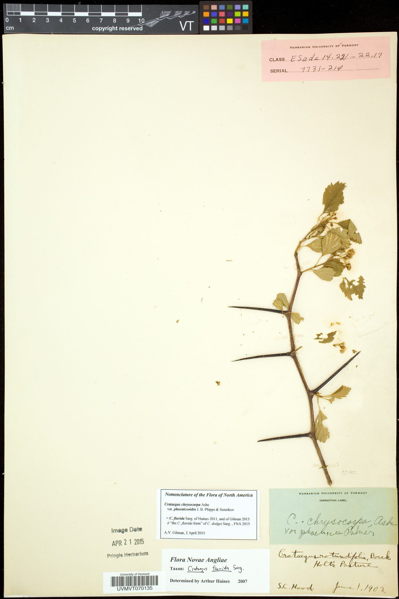Crataegus flavida image