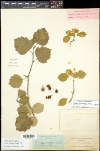 Crataegus chrysocarpa image