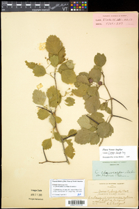 Crataegus flavida image