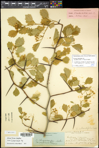 Crataegus flavida image