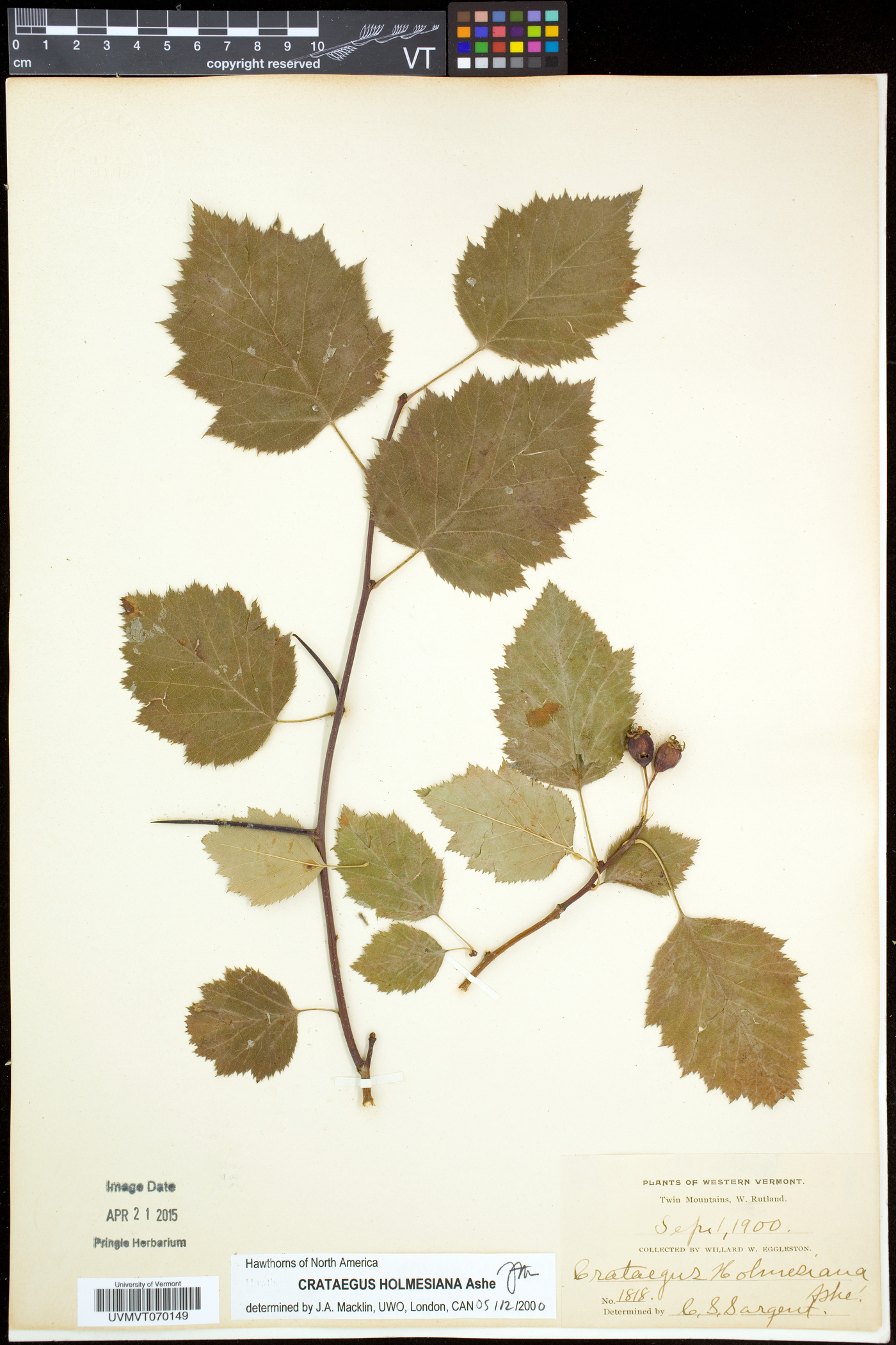 Crataegus holmesiana image