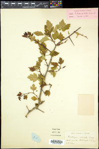 Crataegus intricata image