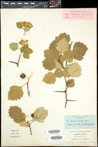 Crataegus irrasa image