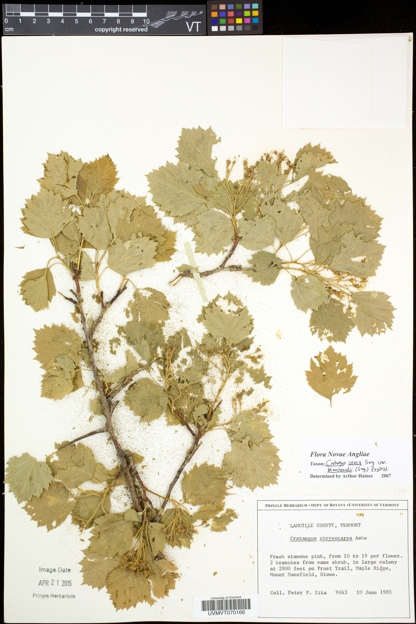 Crataegus irrasa var. blanchardii image