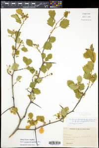 Crataegus flabellata image