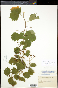 Crataegus flabellata image