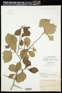 Crataegus punctata image