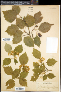 Crataegus flabellata image