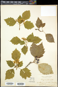 Crataegus flabellata image