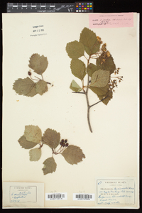 Crataegus scabrida image