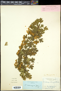 Crataegus monogyna image