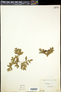 Crataegus monogyna image