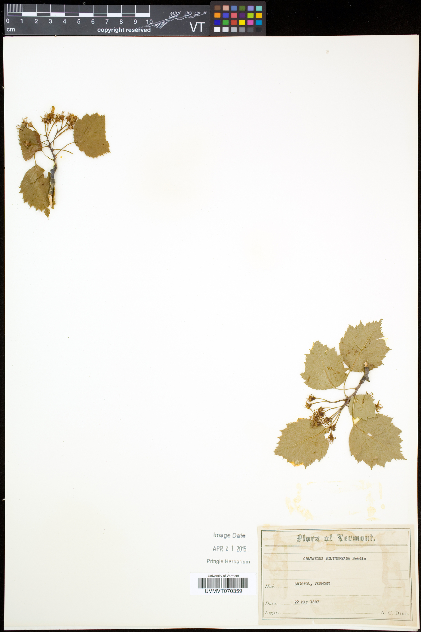 Crataegus biltmoreana image