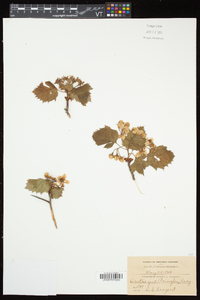 Crataegus pringlei image