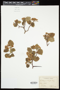 Crataegus pringlei image