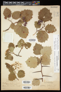 Crataegus pringlei image