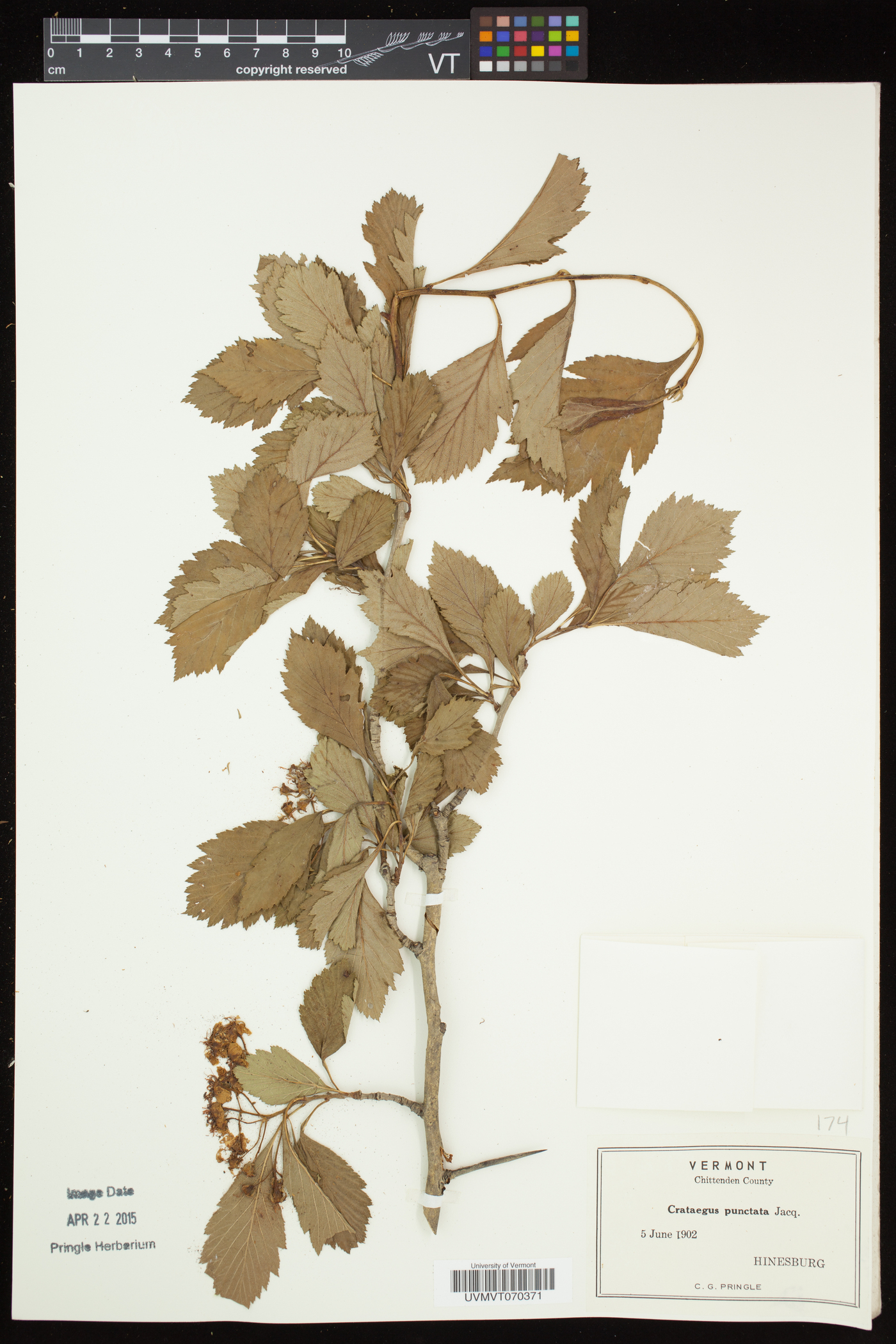 Crataegus punctata image