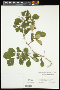 Crataegus punctata image