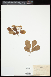 Crataegus punctata image