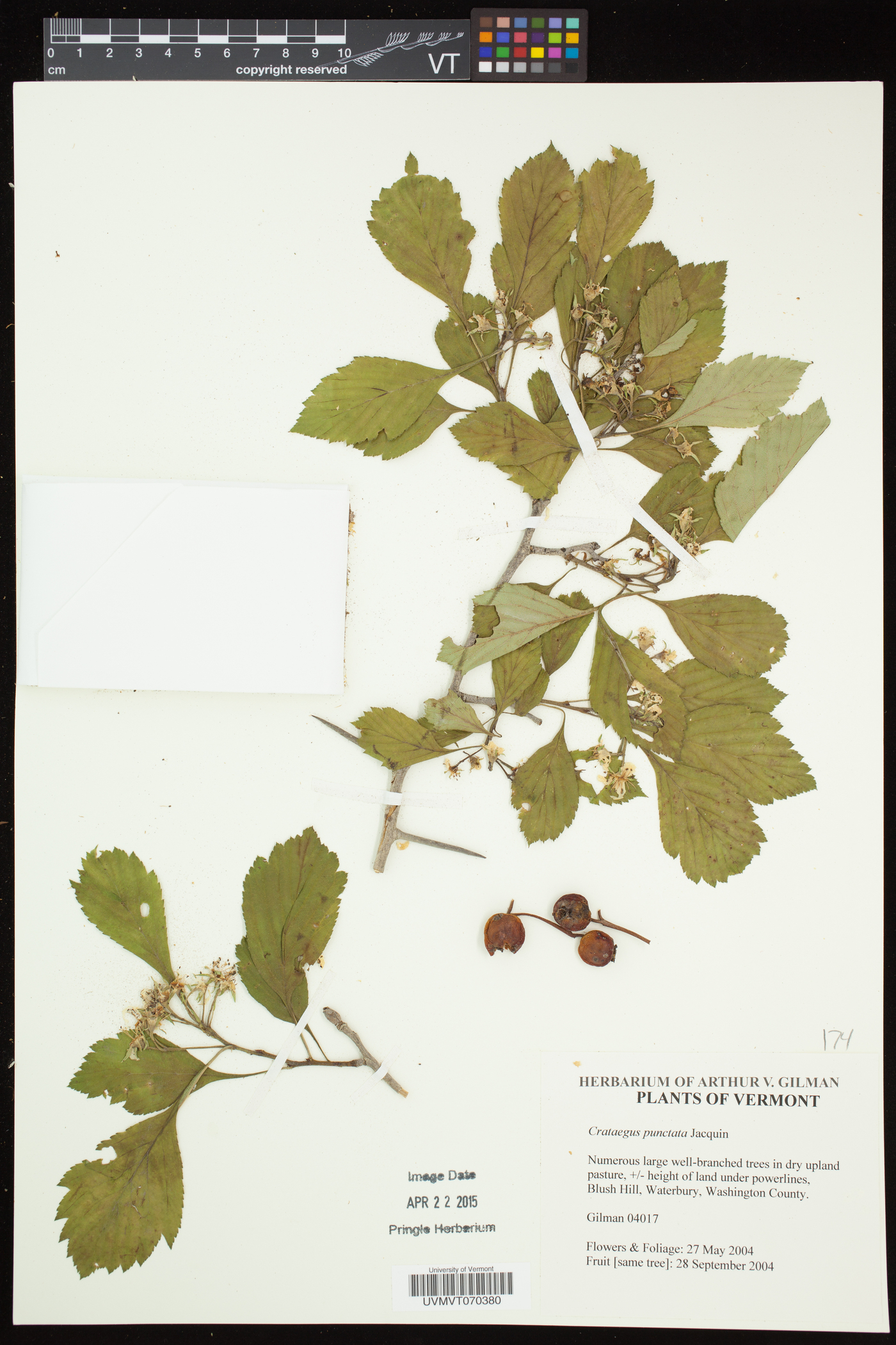 Crataegus punctata var. punctata image