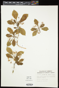 Crataegus punctata image