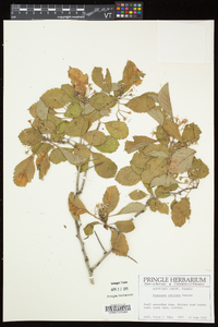 Crataegus punctata image