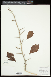 Crataegus punctata image