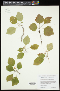 Crataegus pruinosa image