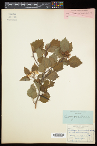 Crataegus pruinosa var. pruinosa image