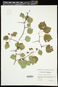 Crataegus pruinosa image