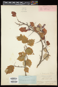 Crataegus pruinosa image