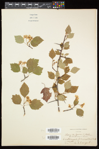 Crataegus pruinosa image