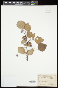Crataegus pruinosa image