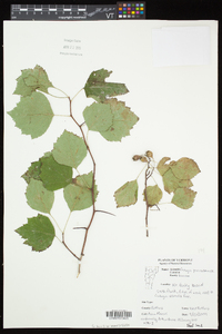 Crataegus pruinosa image