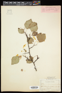 Crataegus pruinosa image