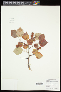 Crataegus pruinosa image