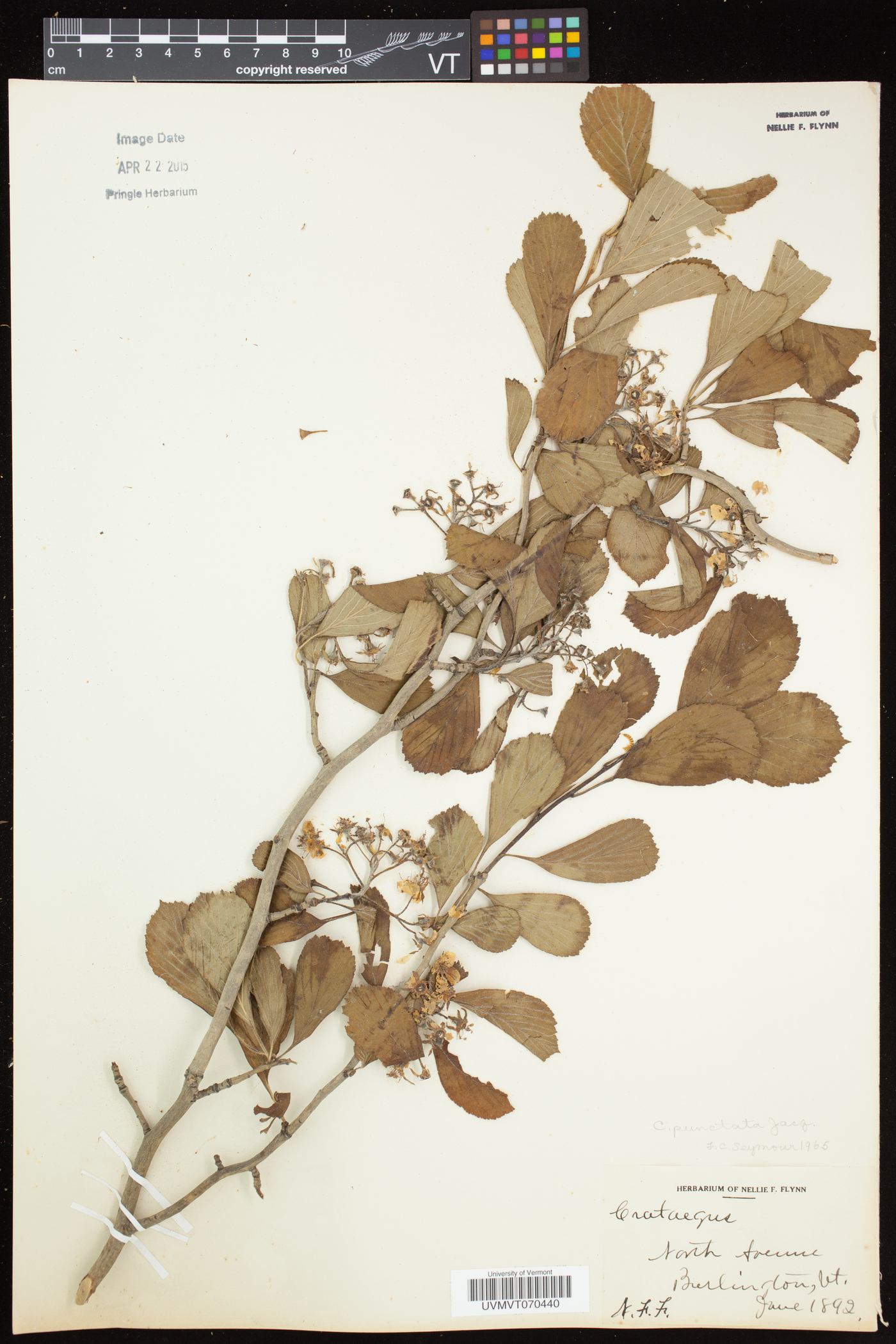 Crataegus punctata var. punctata image