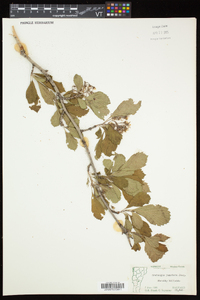 Crataegus punctata image