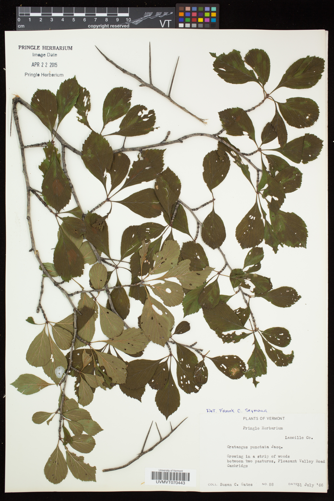 Crataegus punctata var. punctata image
