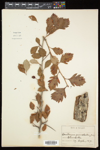 Crataegus punctata image