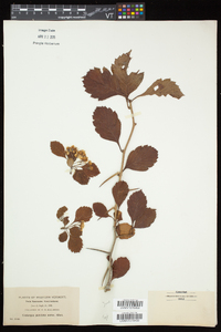 Crataegus punctata image