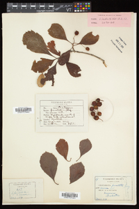 Crataegus punctata image