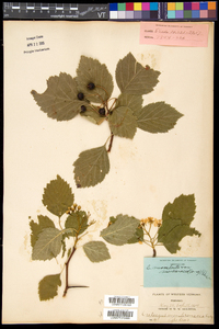 Crataegus succulenta image