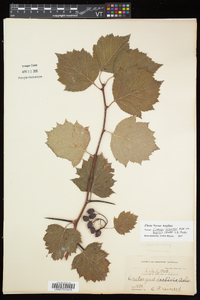 Crataegus schuettei image