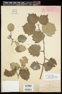 Crataegus schuettei image