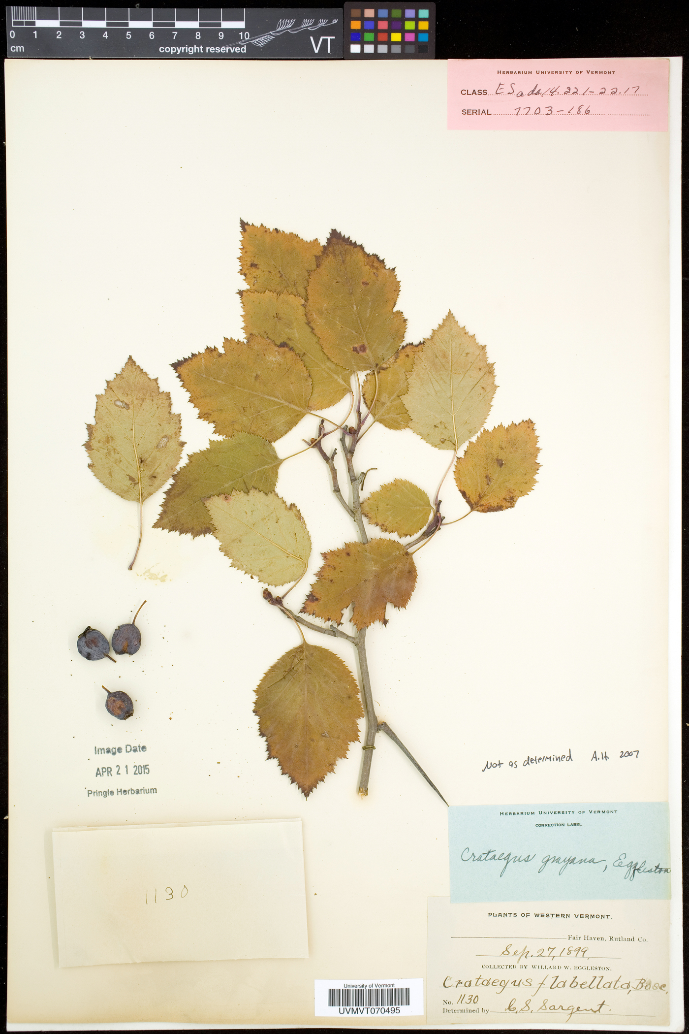 Crataegus flabellata var. grayana image