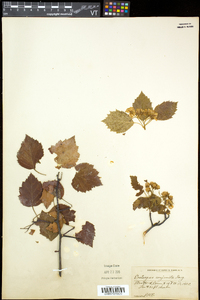 Crataegus pruinosa image